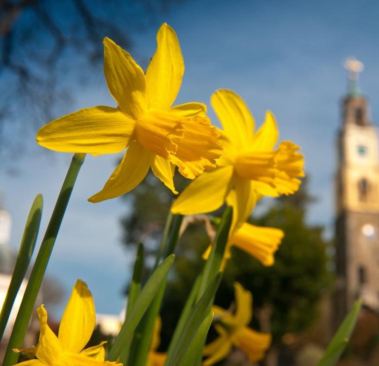 1st March 2024 St.Davids Day HD Photos